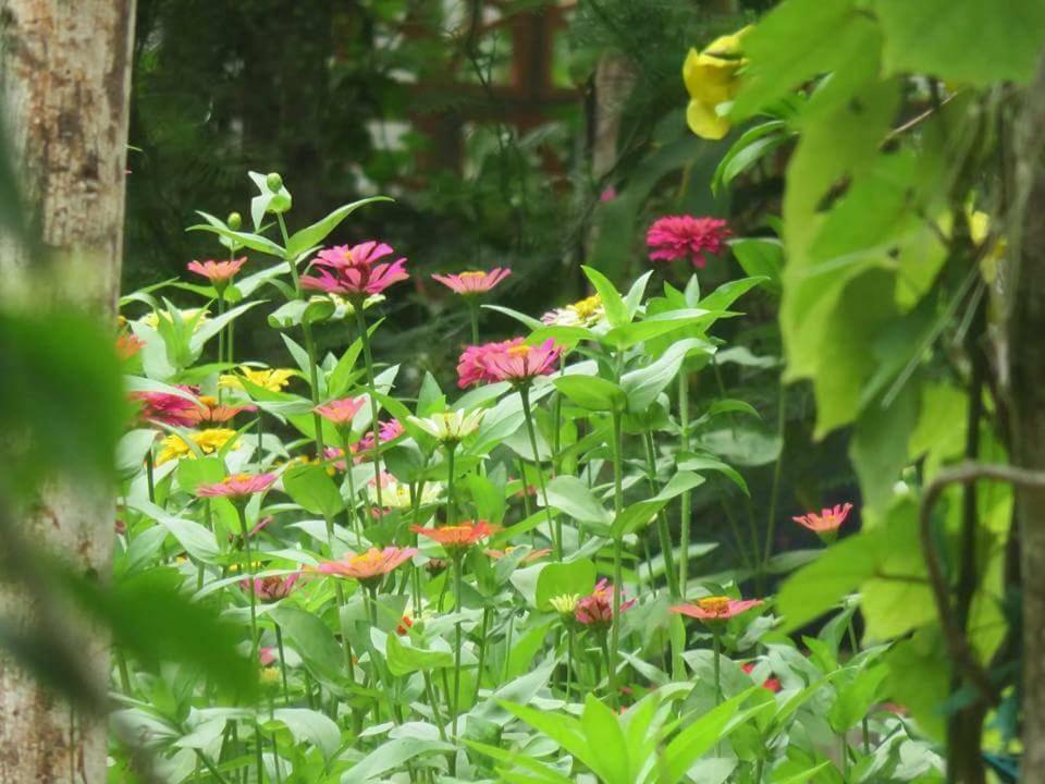 Bach Cuc Homestay 隆海 外观 照片